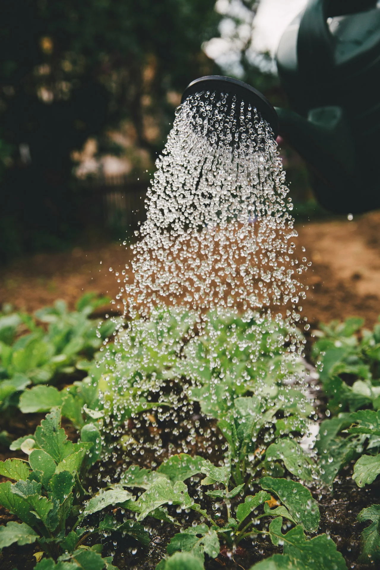 Natural herbs and organic ingredients